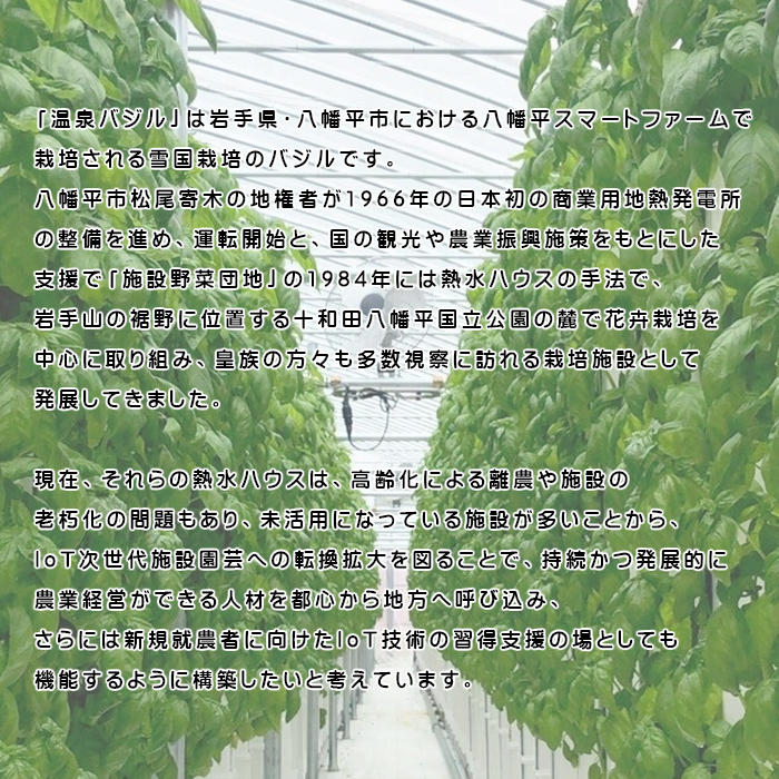 温泉バジル薫るジューシーソーセージセット ／ バジル ソーセージ おつまみ 贈り物 スマートファーム