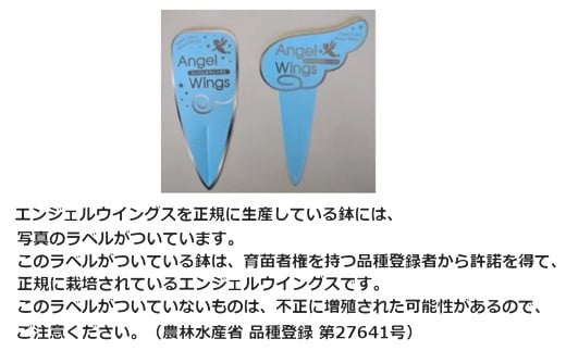 早期予約【期間限定】2025年10月下旬より発送開始予定 鉢物 セネシオ「エンジェルウイングス」 2.5寸×6鉢 ／ 植物 希少 シルバーリーフ 観葉植物 安代リンドウ開発