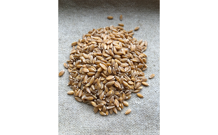 薪窯パン 有機アインコーン 3個 【 農家パン VERUM 】 ／ パン ぱん ブレッド ベーカリー 古代小麦 薪窯 薪窯焼き 薪窯焼 石窯パン 石窯 卵不使用 乳製品不使用 乳不使用