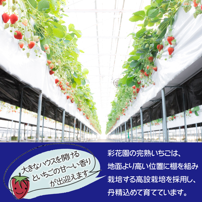 八幡平市「彩花園」よりお届け！！ 大粒あま～い完熟いちご ／ 苺 イチゴ ストロベリー お取り寄せ 産地直送