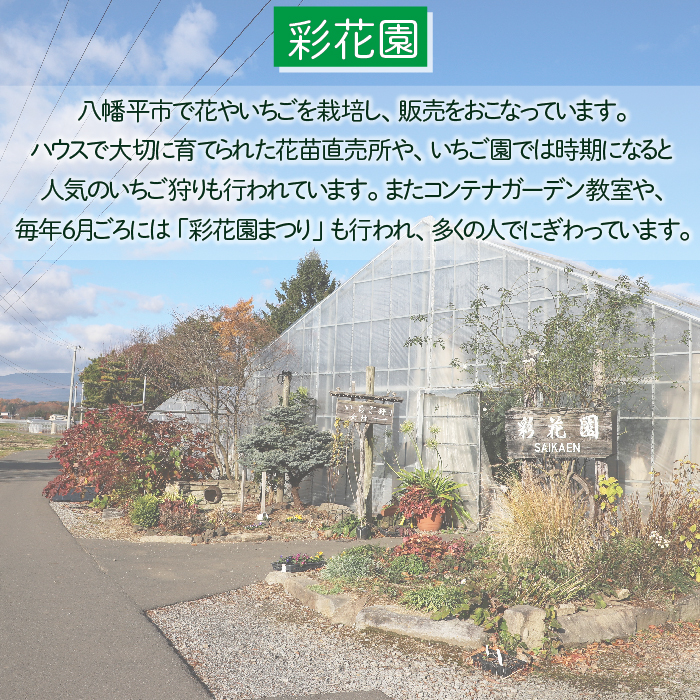 サボテン＆多肉植物の寄せ植え【白ポット】 ／ インテリア 植物 ギフト おしゃれ 彩花園