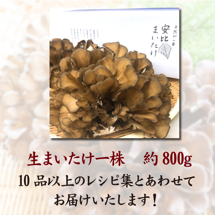 生まいたけ大株 約800g【安比まいたけ】 ／ 舞茸 まいたけ きのこ キノコ 茸