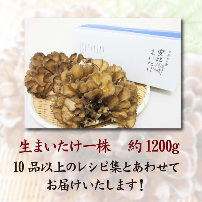 生まいたけ大株 約1200g【安比まいたけ】 ／ 舞茸 マイタケ きのこ キノコ 茸