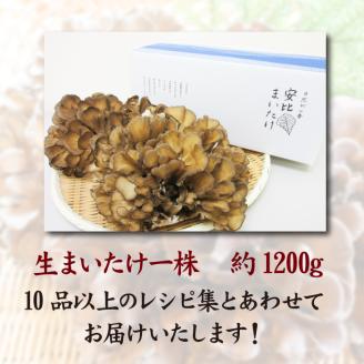 生まいたけ大株 約1200g【安比まいたけ】 ／ 舞茸 マイタケ きのこ キノコ 茸: 八幡平市ANAのふるさと納税