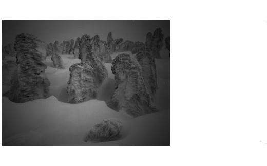 写真家 望月久 モノクロ写真集「FOREST」～安比高原・八幡平～ ／ 写真 写真集 作品集 風景 自然