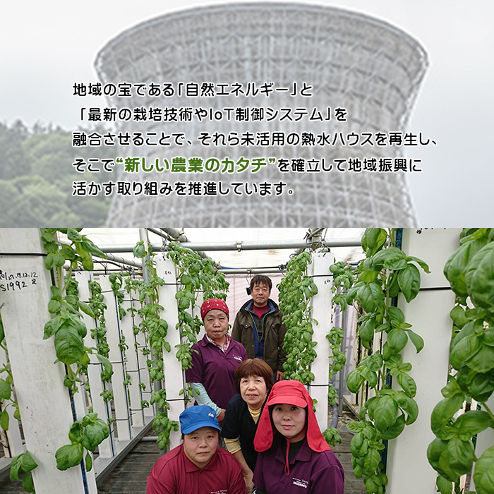 温泉バジル薫るジューシーソーセージセット ／ バジル ソーセージ おつまみ 贈り物 スマートファーム