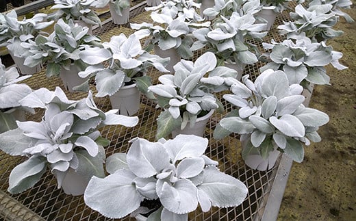 早期予約【期間限定】2025年10月下旬より発送開始予定 鉢物 セネシオ「エンジェルウイングス」 2.5寸×6鉢 ／ 植物 希少 シルバーリーフ 観葉植物 安代リンドウ開発