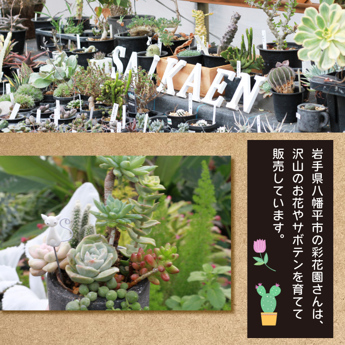 サボテン＆多肉植物の寄せ植え【白ポット】 ／ インテリア 植物 ギフト おしゃれ 彩花園