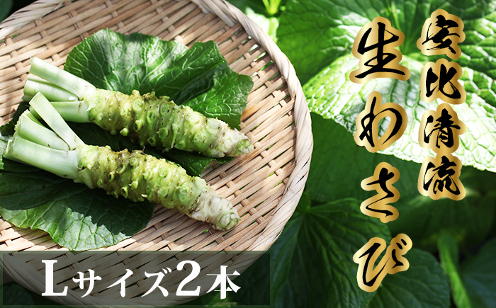 生わさび(Lサイズ) 1本70g以上のもの確約 2本セット 【安比清流山葵園】 ／ わさび 山葵 ワサビ 生山葵 生ワサビ 新鮮 薬味 産地直送 国産 岩手県産