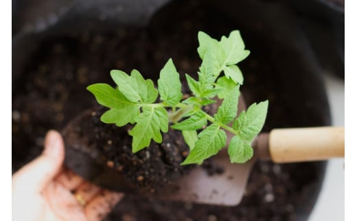 馬活堆肥（マッシュルーム堆肥）22L×1袋 ／ ジオファーム 堆肥 たい肥 たいひ ガーデニング 畑 庭木 家庭菜園 土壌改良材 花 植木 植物 農作物 野菜 造園 果樹 土作り 土づくり