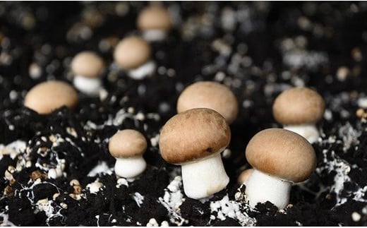 岩手県産 八幡平マッシュルーム1kg 色はおまかせ 3ヶ月定期便 ／ ジオファーム きのこ 茸 キノコ 新鮮 マッシュルーム まっしゅるーむ 生 生食 生でも食べられる