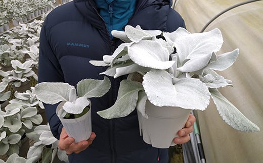 【期間限定】 鉢物 セネシオ「エンジェルウイングス」 2.5寸×6鉢 ／ 植物 希少 シルバーリーフ 観葉植物 安代リンドウ開発