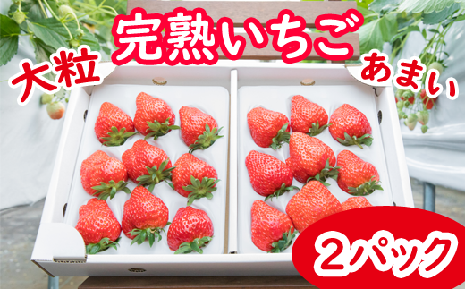 岩手県産 大粒 完熟 いちご ※品種は3種からおまかせ 【彩花園】／ 苺 イチゴ ストロベリー 紅ほっぺ さがほのか かおり野 おまかせ お任せ 大きい 甘い 果物 フルーツ