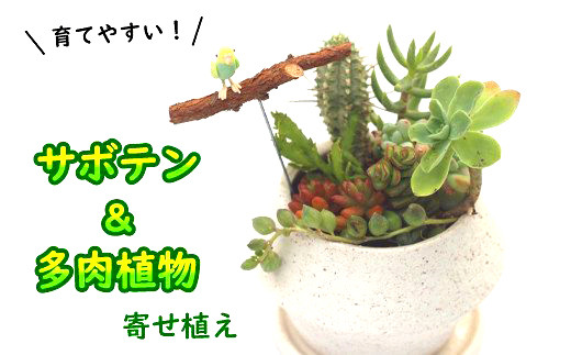 サボテン＆多肉植物の寄せ植え【白ポット】 ／ さぼてん 植物 観葉植物 寄せ植え 園芸 雑貨 インテリア インテリア雑貨 観賞用 おしゃれ かわいい 【彩花園】
