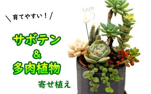サボテン＆多肉植物の寄せ植え【黒ポット】 ／ さぼてん 植物 観葉植物 寄せ植え 園芸 雑貨 インテリア インテリア雑貨 観賞用 おしゃれ かわいい 【彩花園】