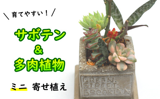 サボテン＆多肉植物の寄せ植え【ミニ白ポット】 ／ さぼてん 植物 観葉植物 寄せ植え 園芸 雑貨 インテリア インテリア雑貨 観賞用 おしゃれ かわいい 【彩花園】
