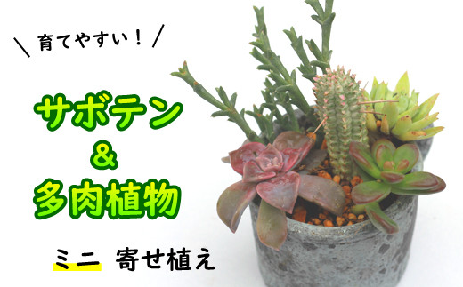 サボテン＆多肉植物の寄せ植え【ミニ黒ポット】 ／ さぼてん 植物 観葉植物 寄せ植え 園芸 雑貨 インテリア インテリア雑貨 観賞用 おしゃれ かわいい 【彩花園】