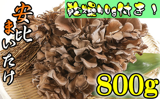 【早期予約 2026年9月発送開始予定】 生まいたけ 丸ごと一株 約800g・乾燥まいたけ 20g×2 【安比まいたけ】 ／ 生 まいたけ 舞茸 マイタケ 乾燥 ドライ セット きのこ 茸 キノコ 国産 岩手県産 乾燥 干し舞茸