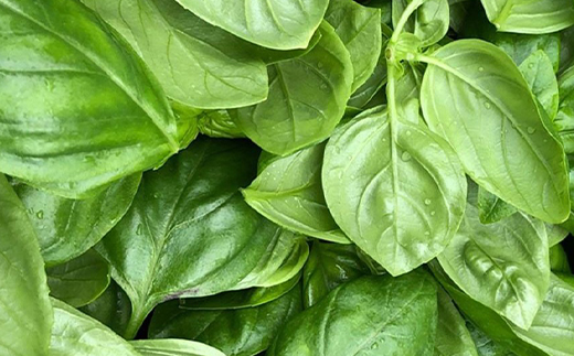 温泉バジル 薫る ジューシー ソーセージ セット （ プレーン ＆ チーズ入り ） ／ バジル ソーセージ ポークソーセージ ウインナー スマートファーム