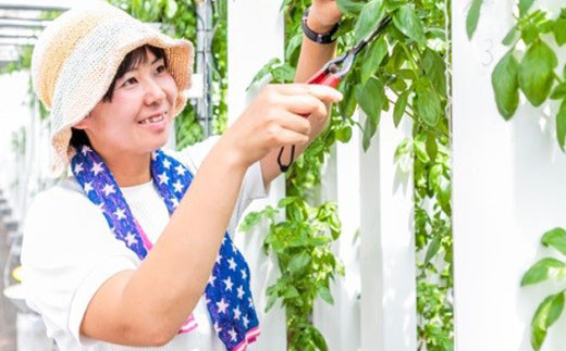 【岩手県産】 温泉バジル 100g×2袋 ／ 新鮮 生バジル バジル 薬味 ハーブ 産地直送 スマートファーム