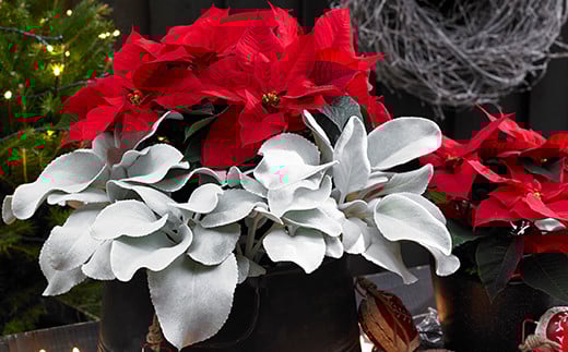 【期間限定】 鉢物 セネシオ「エンジェルウイングス」 2.5寸×6鉢 ／ 植物 希少 シルバーリーフ 観葉植物 安代リンドウ開発