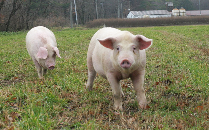 コマクサ杜仲茶ポーク 豚モモ肉 切り落とし 1kg  【肉の横沢】 ／ 豚肉 ポーク 肉 もも モモ 国産豚