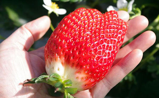 岩手県産 大粒 完熟 いちご ※品種は3種からおまかせ 【彩花園】／ 苺 イチゴ ストロベリー 紅ほっぺ さがほのか かおり野 おまかせ お任せ 大きい 甘い 果物 フルーツ