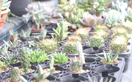 サボテン＆多肉植物の寄せ植え【黒ポット】 ／ さぼてん 植物 観葉植物 寄せ植え 園芸 雑貨 インテリア インテリア雑貨 観賞用 おしゃれ かわいい 【彩花園】