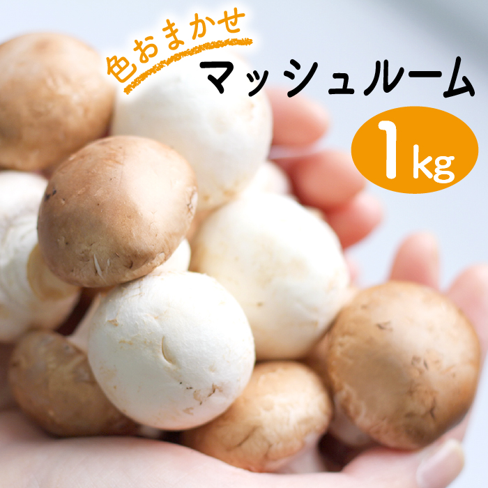 八幡平マッシュルーム1kg 色はおまかせ ／ ジオファーム きのこ 料理 茸 キノコ