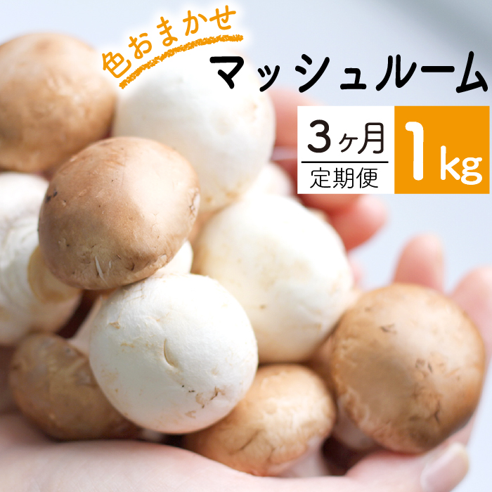 八幡平マッシュルーム1kg 色はおまかせ 3ヶ月定期便 ／ジオファーム きのこ 料理 キノコ 茸
