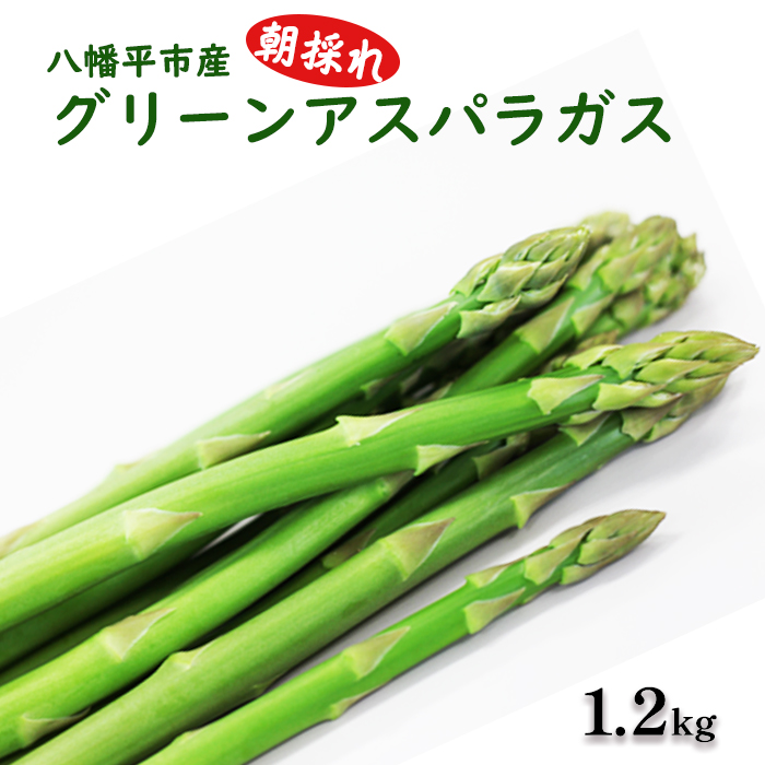 【早期予約承り中！2026年1月発送開始予定】甘い！ 朝採れ グリーンアスパラガス 1.2kg（200g×6束） ／ 産地直送 農家直送 アスパラ 野菜 【田村和大】