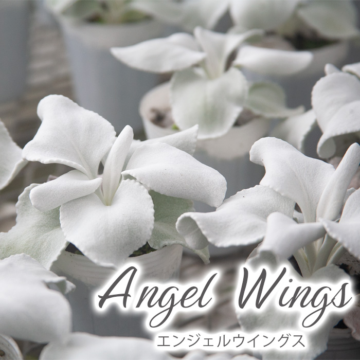 早期予約【期間限定】2025年10月下旬より発送開始予定 鉢物 セネシオ「エンジェルウイングス」 2.5寸×6鉢 ／ 植物 希少 シルバーリーフ 観葉植物 安代リンドウ開発