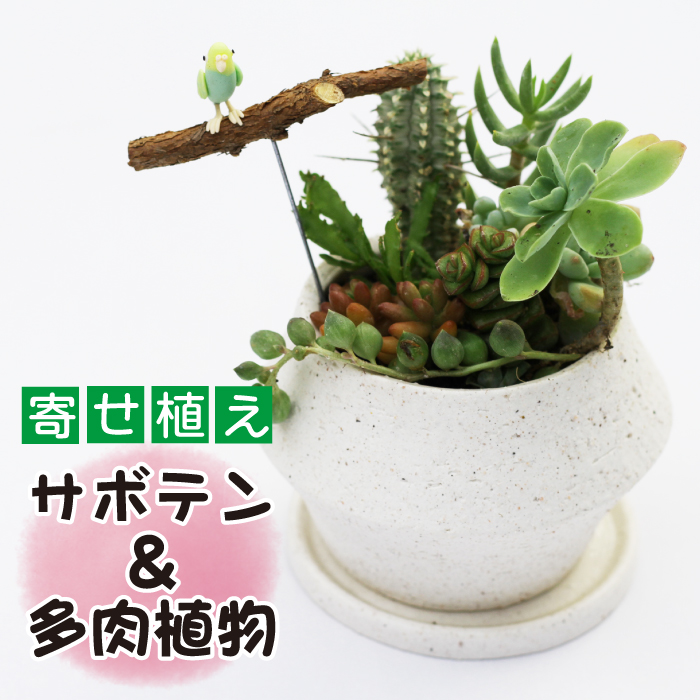 サボテン＆多肉植物の寄せ植え【白ポット】 ／ インテリア 植物 ギフト おしゃれ 彩花園