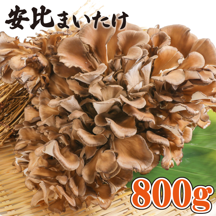 生まいたけ大株 約800g【安比まいたけ】 ／ 舞茸 まいたけ きのこ キノコ 茸