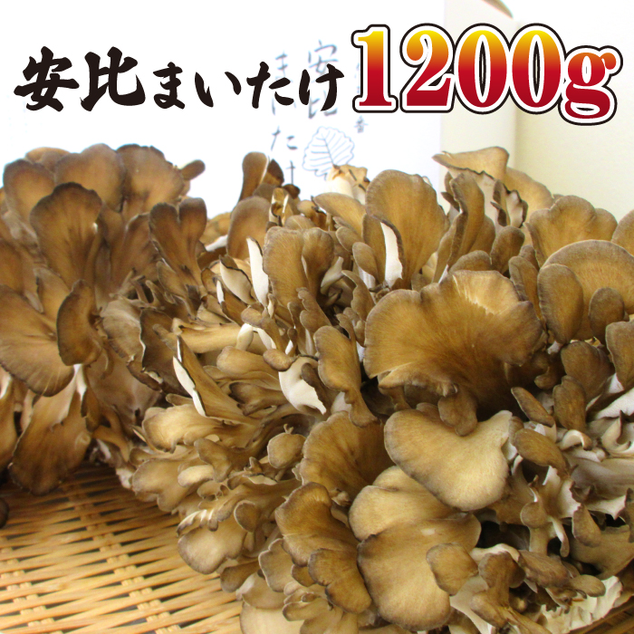 生まいたけ大株 約1200g【安比まいたけ】 ／ 舞茸 マイタケ きのこ キノコ 茸