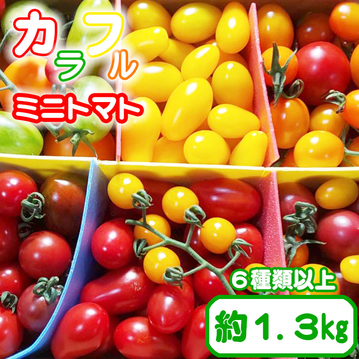 [八幡平産]こだわりカラフルミニトマト1.3kg(6種類以上をお届け) / 産地直送 農家直送 詰め合せ トマト