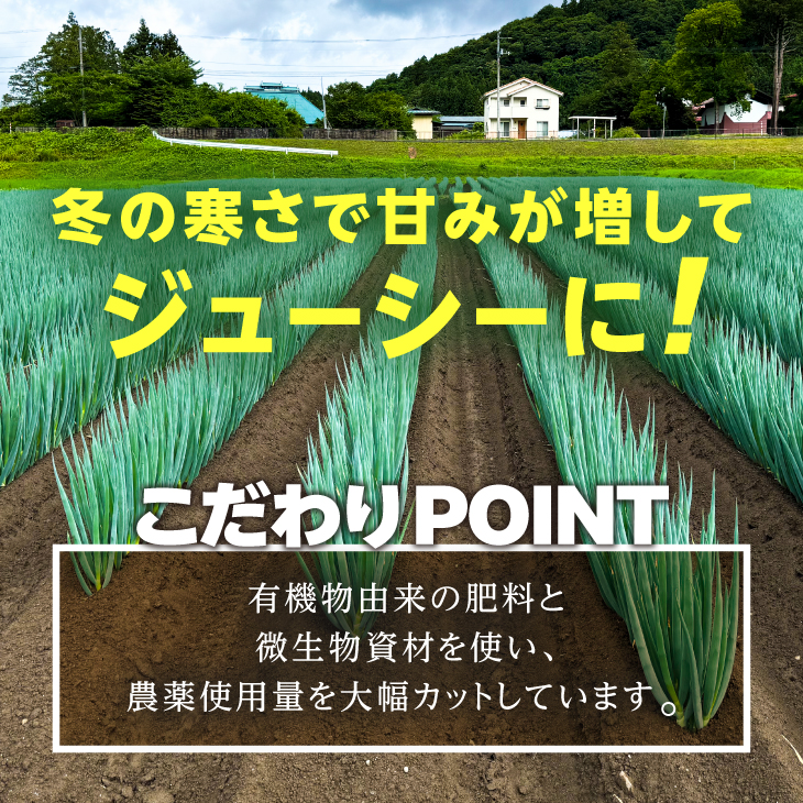 hugmiの長ねぎ 3kg 2Lサイズ 離島配送不可 [BJ012]