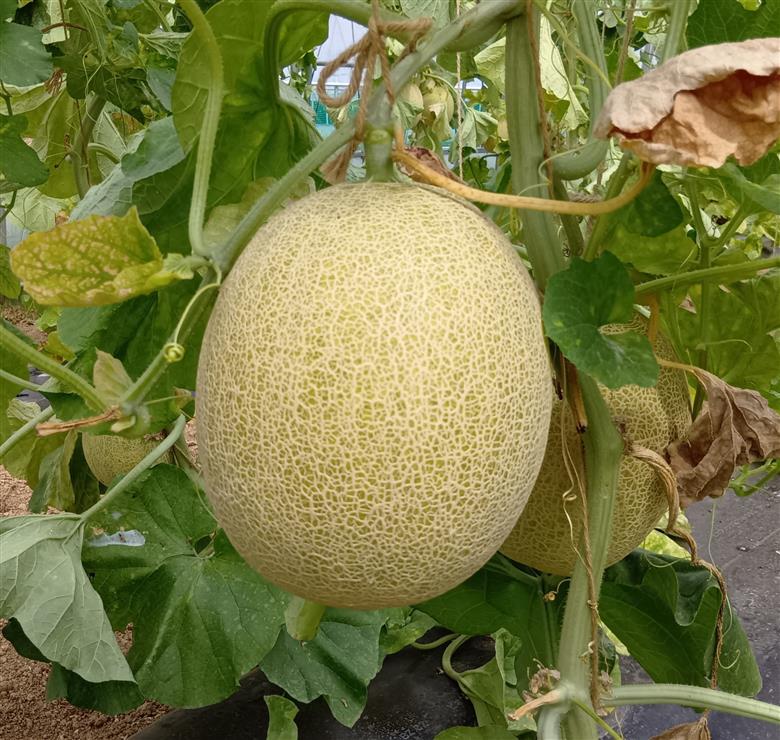 【令和8年産先行受付】黄色の甘い ネットメロン ムーンライト [T0025]