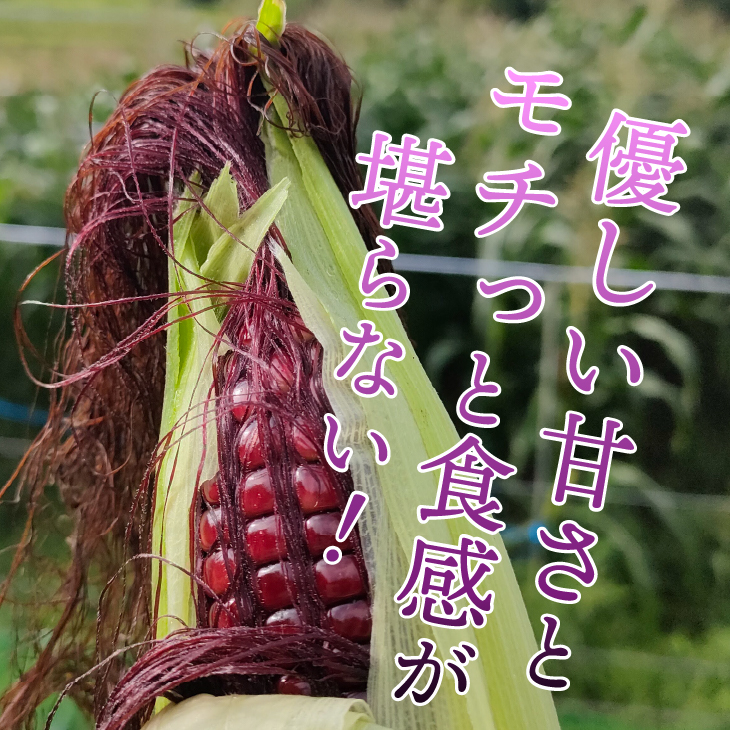 【先行予約】とうもろこし 大和ルージュ5本【数量限定】2026年9月上旬から出荷 離島配送不可 [T0030]