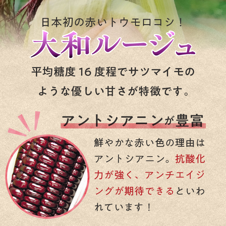 【先行予約】とうもろこし 大和ルージュ5本【数量限定】2026年9月上旬から出荷 離島配送不可 [T0030]