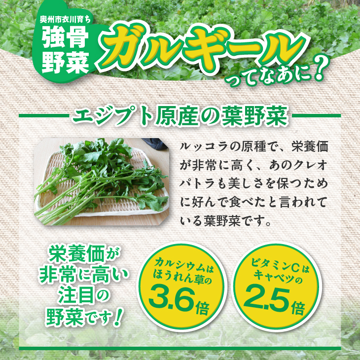 栄養満点のガルギールを練りこんだ生麺 12食分 ルッコラの原種 ロケットサラダ うどん 離島配送不可 [AT003]