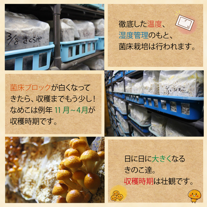 岩手県産 特大 なめこ 180g 5袋 & 乾燥きくらげ 20g 6袋 【マッシュルームベッドハウス】／ 国産 雫石町産 きのこ 茸 キノコ 滑子 ナメコ 乾燥 乾物 きくらげ キクラゲ 木耳 乾物 菌床栽培 小分け 小分け包装 数量限定 期間限定 旬 冬 冬野菜 野菜 やさい 数量限定 期間限定 季節限定 人気 おすすめ
