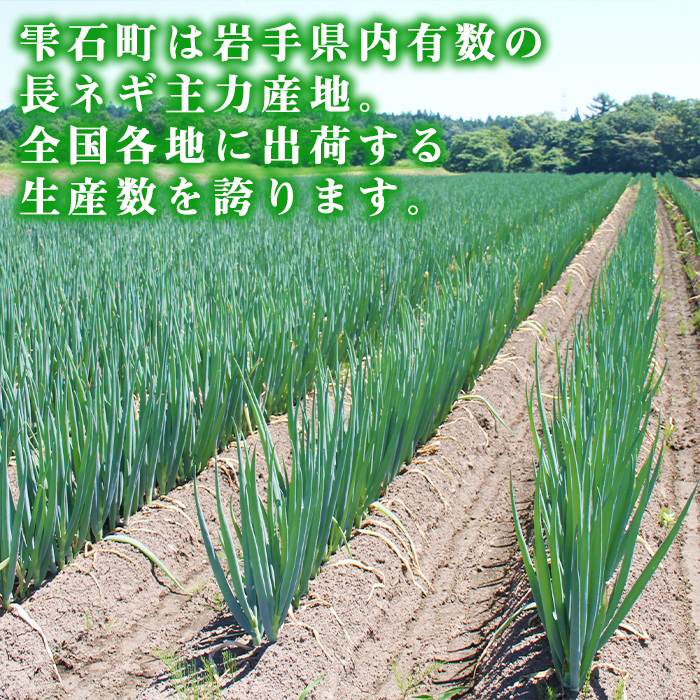 岩手県産 極楽野 長ねぎ 2kg 以上 目安本数約 20本 家庭用 【高橋農園】／ 長ネギ 長葱 ねぎ ネギ 葱 白ねぎ 白ネギ 白葱 新鮮 野菜 やさい 人気野菜 国産 EM栽培 産地直送 農家直送 季節限定 期間限定 人気 薬味 鍋 串焼き おすすめ