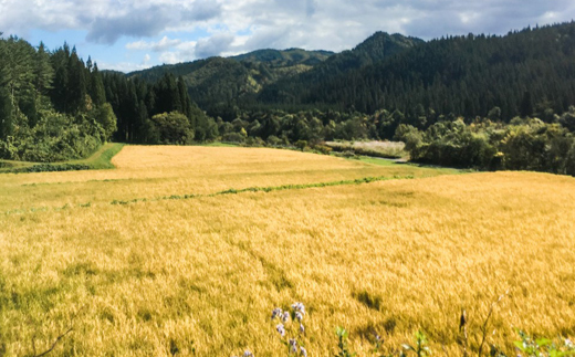 【2026年2月上旬より発送】 岩手県産 大粒厳選 ひとめぼれ 精米 10kg 【雫石八十八屋】 節減対象農薬：岩手県地域比 8割減 化学肥料（窒素成分）： 不使用 ／ 米 こめ コメ 白米 10キロ １０ｋｇ 産地直送 農家直送 数量限定 仕送り 人気 おすすめ