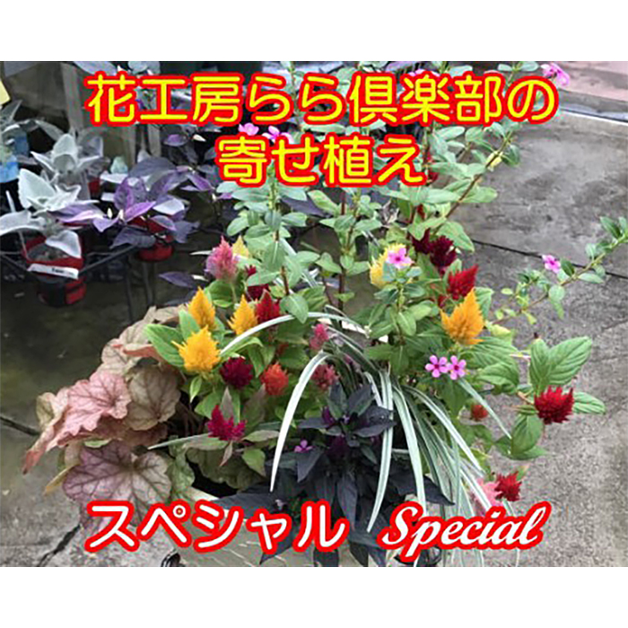 【 2026年 3月より発送開始】東北最大級のガーデニング専門店 厳選 『季節の寄せ植え』スペシャル 12種類 ～ 14種類 【花工房らら倶楽部】 花 生花 フラワー 植物 観葉植物 寄せ植え 季節 鉢植え 鉢 ポット ガーデニング 庭 玄関 ベランダ 国産 産地直送 期間限定 人気 おすすめ 予約 早期予約 先行予約