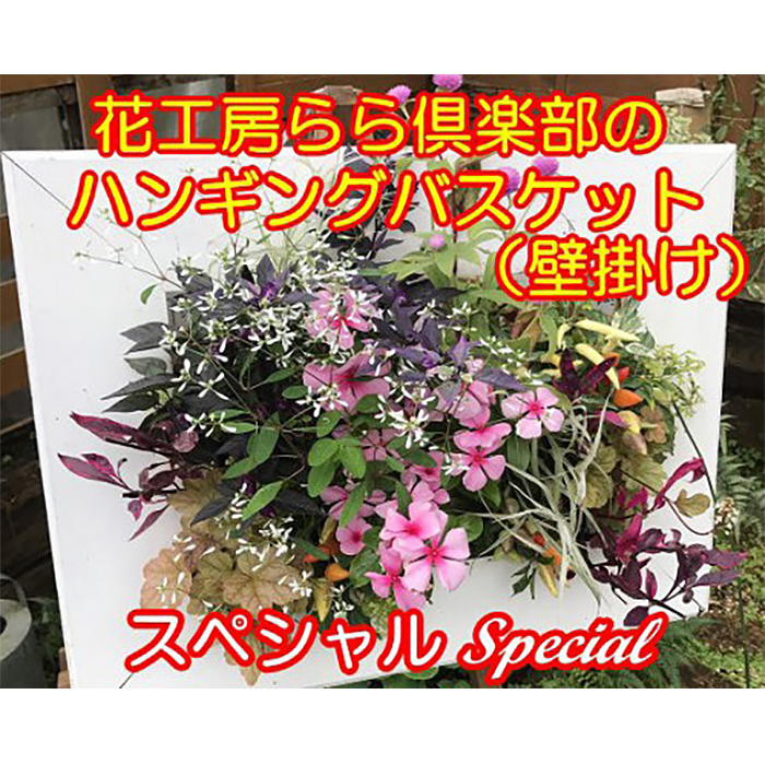 【 2026年 3月より発送開始】東北最大級のガーデニング専門店 厳選 『ハンギングバスケット』スペシャル 壁掛けタイプ 12種類 ～ 14種類 【花工房らら倶楽部】 花 生花 フラワー 植物 観葉植物 バスケット 季節 インテリア ガーデニング 庭 玄関 ベランダ 国産 産地直送 期間限定 人気 おすすめ 予約 早期予約 先行予約