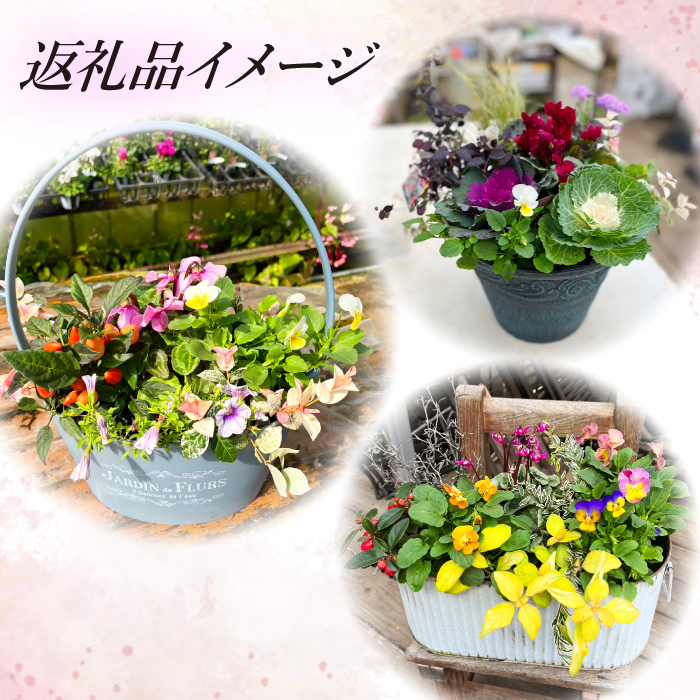 【 2026年 4月より発送開始】 定期便 東北最大級のガーデニング専門店 厳選 『季節の寄せ植え』雅 4月 7月 10月 計3回発送 8種類 ～ 10種類 【花工房らら倶楽部】 花 生花 フラワー 植物 観葉植物 寄せ植え 季節 鉢植え 鉢 ポット ガーデニング 庭 玄関 ベランダ 国産 産地直送 期間限定 人気 おすすめ 予約 早期予約 先行予約