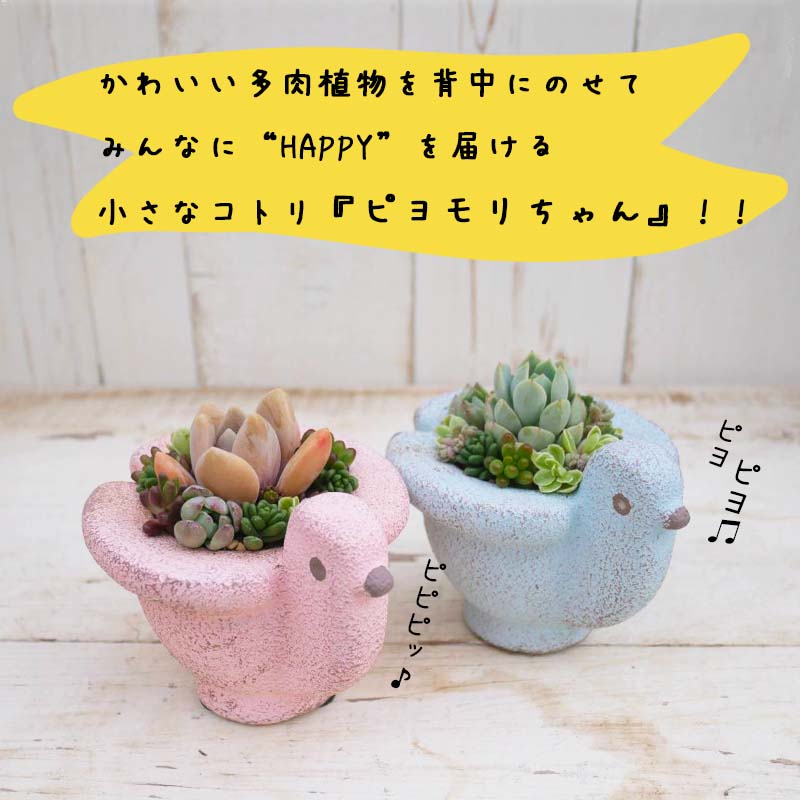 東北最大級のガーデニング専門店　厳選　かわいい多肉植物シリーズ　数量限定『HAPPY PIYOMORI～ハッピーピヨモリ～』2個セット【花工房らら倶楽部】