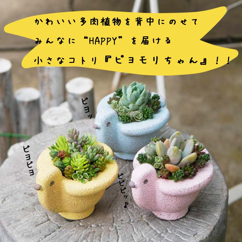 東北最大級のガーデニング専門店　厳選　かわいい多肉植物シリーズ　数量限定『HAPPY PIYOMORI～ハッピーピヨモリ～』3個セット【花工房らら倶楽部】