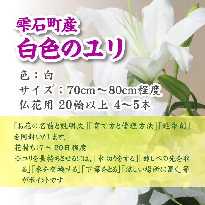 ユリ専門農家『猿子園芸』が贈る 雫石町産「白色のユリ」20輪以上 4～5本【仏花用】 ／ ゆり ユリ 百合
